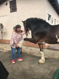 Vorführung der Physiotherapie an einem Shire Horse durch Sabine Dietrich.