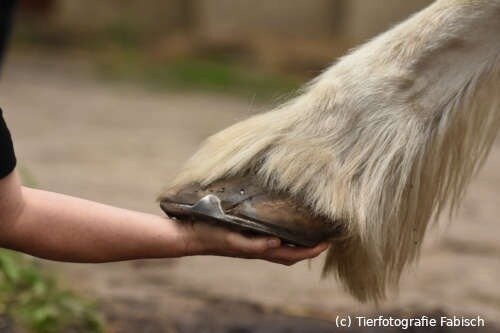 Shire Horse Huf auf einer Hand (c) Tierfotografie Fabisch