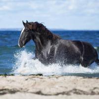 Shire Horse badet im Meer