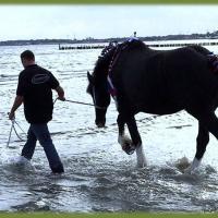 Shire Horse badet im Meer