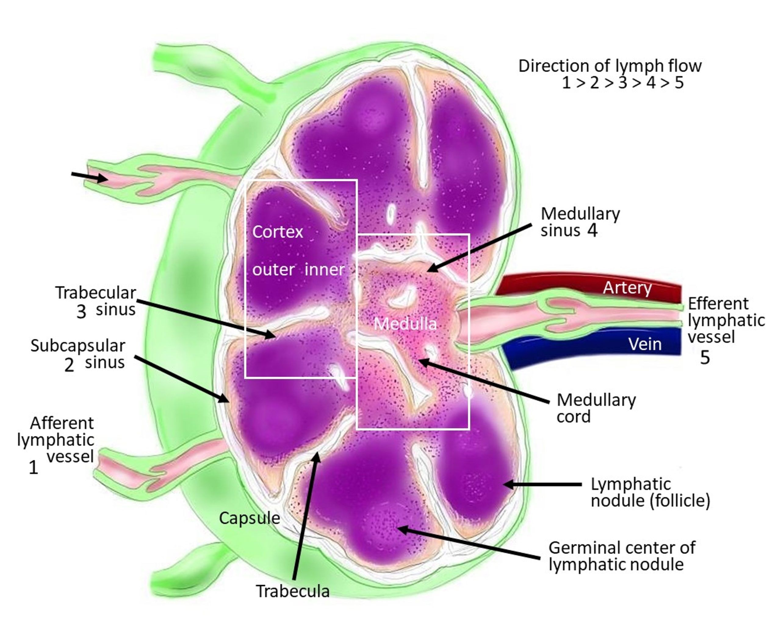 Lymph Nodes On A Horse